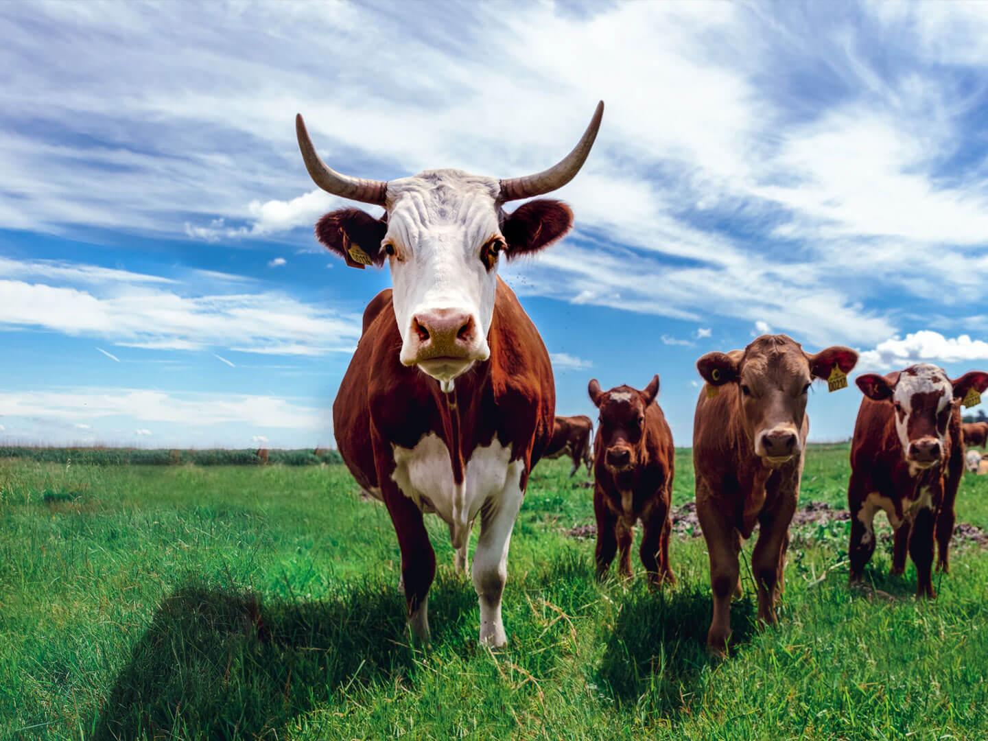 What Are The Main Advantages Of Cattle Rearing